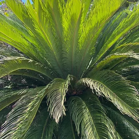 Nelinda Waterfront Casamicciola Terme