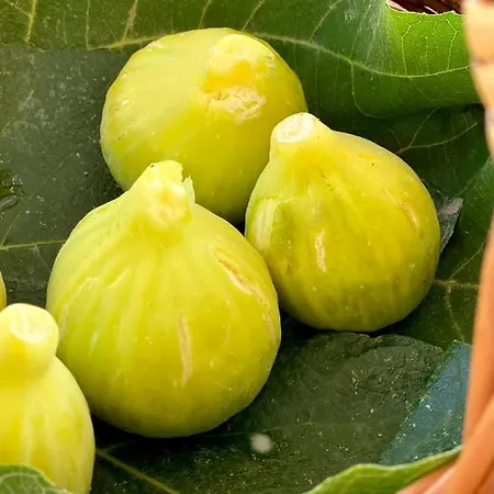 Nelinda Waterfront 4*